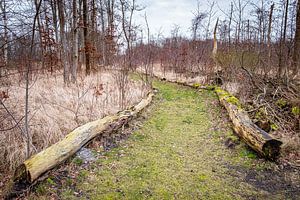 Bospad in recreatiegebied Suyderoogh