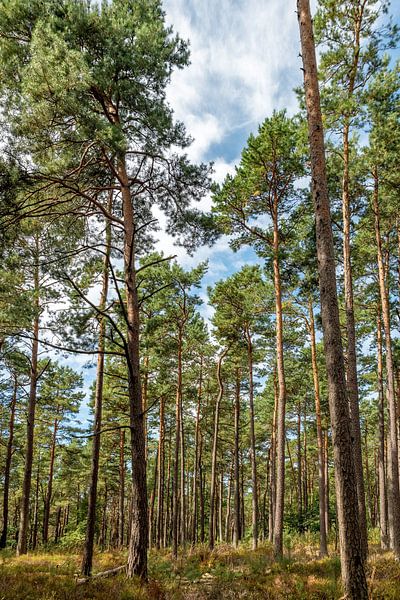 Heller Kiefernwald mit blauem Himmel und Farnen von Hans-Jürgen Janda