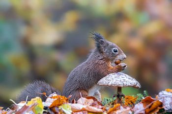 Eichhörnchen in einem Herbstwald mit Pilzen und Blättern.