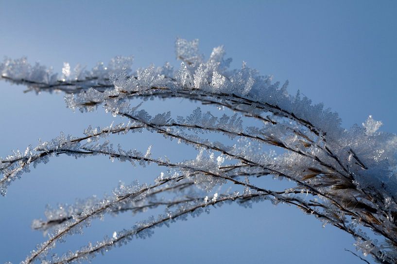 cold as ice by Luchiena Heine