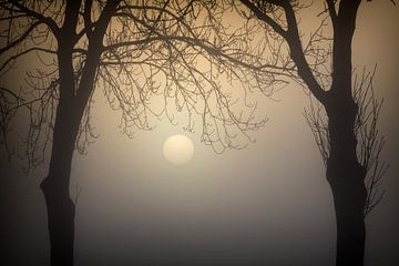 Just rising sun through the fog and trees by Rene  den Engelsman