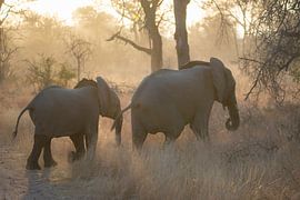 Elephants at sunrise by Roelinda Tip