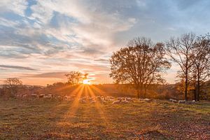 Le troupeau de moutons de Brunssummerheide au lever du soleil
