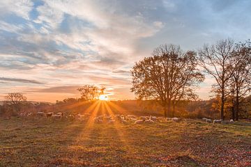 Le troupeau de moutons de Brunssummerheide au lever du soleil sur John van de Gazelle fotografie