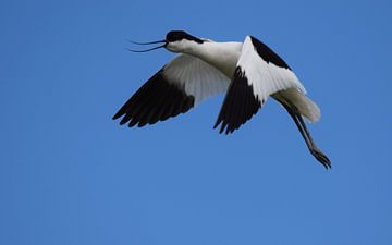 Kluut op Terschelling von Sjoukje Hamstra-Bouma