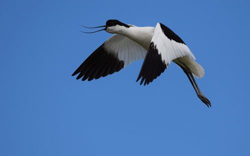 Kluut op Terschelling