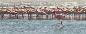Flamingo voor groep flamingo's van Bas Ronteltap