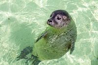 Zeehond op texel
