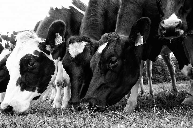 Pâturage des vaches dans une rangée par Jessica Berendsen