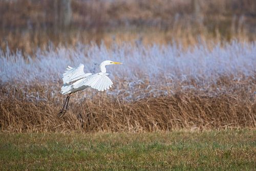 Vliegende grote witte zilverreiger
