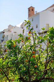 Orangenbaum vor weißen Häusern in Spanien von Thomas Heitz