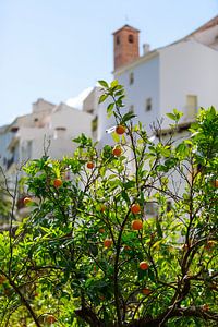 Orangenbaum vor weißen Häusern in Spanien