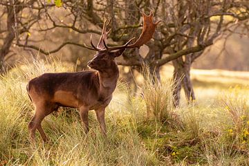 Bronstig Damhert in de Amsterdamse Waterleidingduinen van Monique van Genderen (in2pictures.nl fotografie)