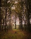 Autumn forest van Luis Boullosa thumbnail