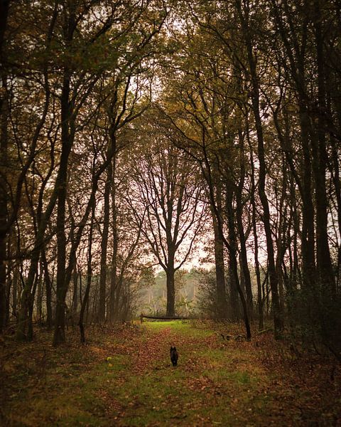 Autumn forest van Luis Boullosa