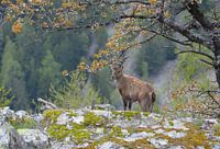Steenbok Zwitserland