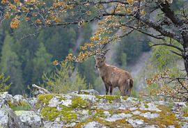 Capricorn Schweiz von Erwin Reinders