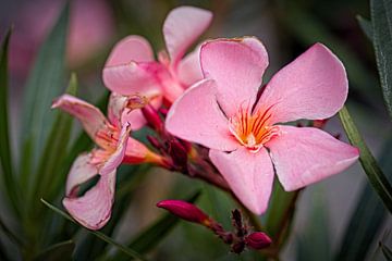 Oleander von Rob Boon