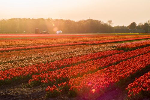 Warme zonnestralen over de rode Bloembollen velden