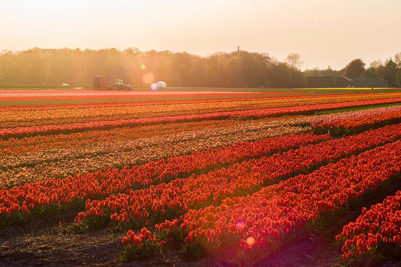 Warme zonnestralen over de rode Bloembollen velden van Stefanie de Boer