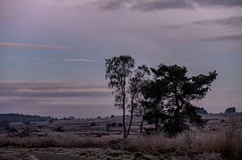 ochtend in Rozendaal van Tania Perneel