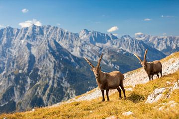 Steenbokken in de Alpen met Watzmann op de achtergrond van Dieter Meyrl