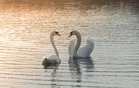In love II