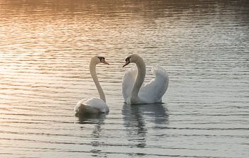 En amour II