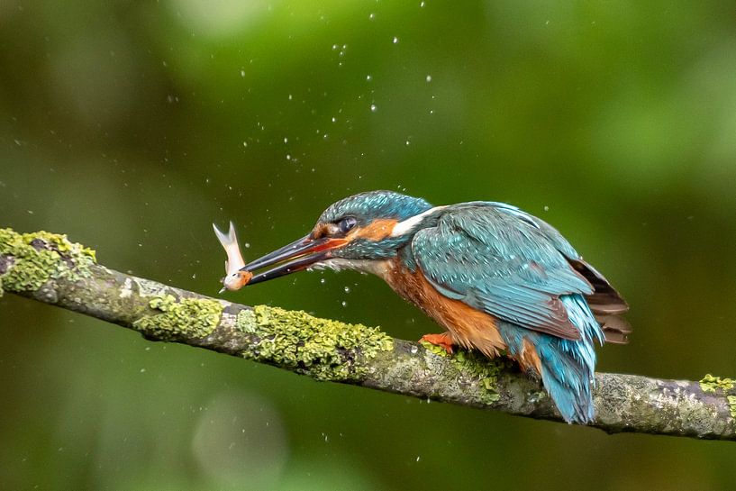 Martin-pêcheur avec un poisson sur une branche par Arie Jan van Termeij