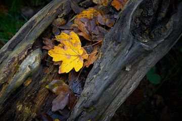 Leaves of a field maple with autumn colouring