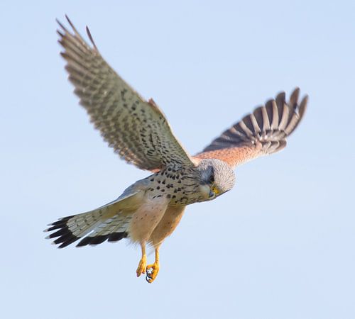 Biddende Torenvalk in de polder