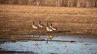 Wilde Ganzen van Fields Sweden thumbnail
