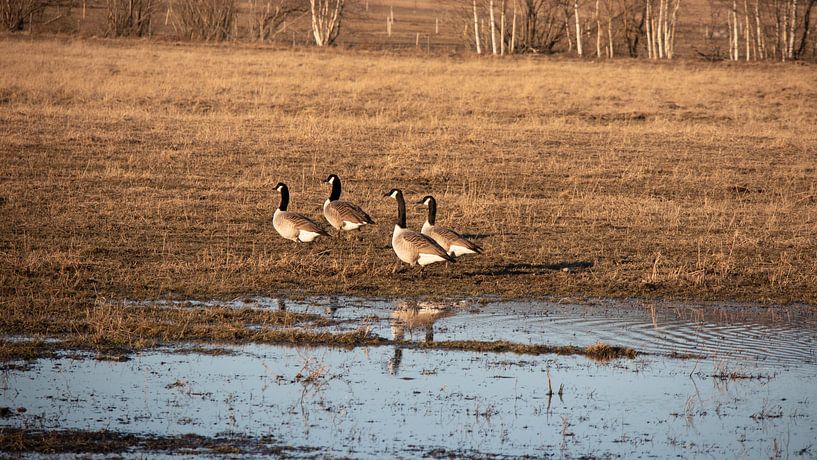 Wilde Ganzen van Fields Sweden