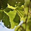 Feuilles vertes fraîches à travers lesquelles brille le soleil sur Maud De Vries