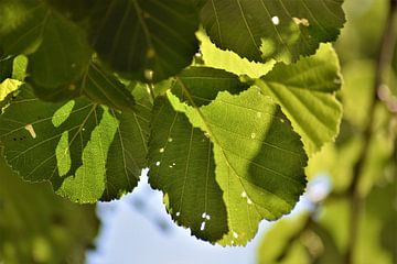 Feuilles vertes fraîches à travers lesquelles brille le soleil sur Maud De Vries