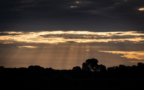 Flying geese and sunbeams