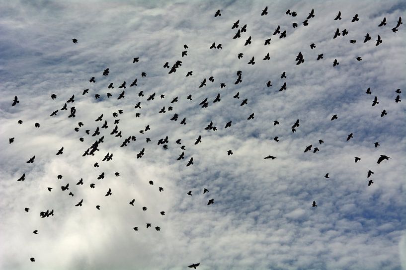 Kraaienhemel van Edgar Schermaul