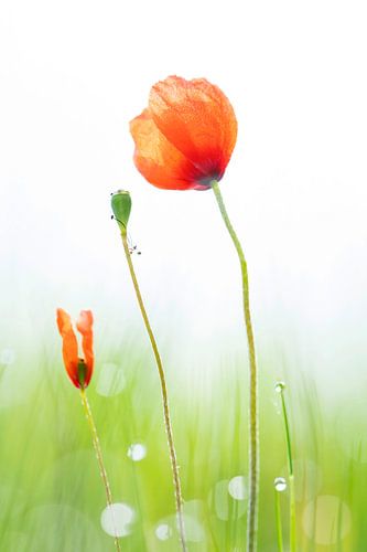 Mohnblumen in einem taufrischen Feld