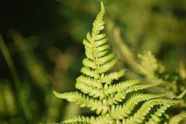 Green leaf of a fern
