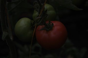 Growing tomatoes by Novaii Emery