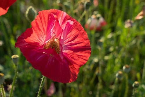 Rode papaver bloesem
