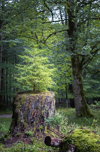 Nieuw begin - Kleine dennenboom op oude boomstronk