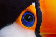 Toco toucan eye van BL Photography thumbnail
