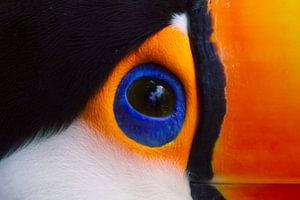 Toco toucan eye