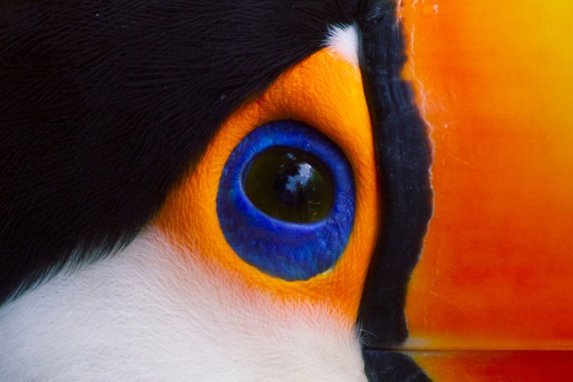 Toco toucan eye van BL Photography