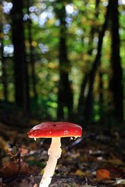 Märchenhafter Fliegenpilz von Thomas Jäger