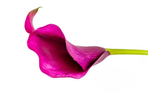 Calice d'Aron rose foncé avec tige verte