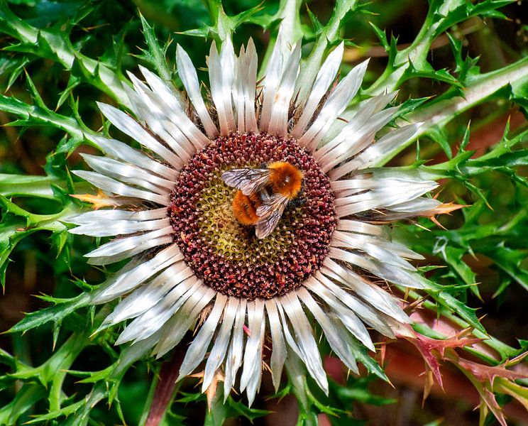 Carlina's Gast von Fabrizio Gallo