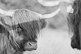 Scottish Highlander in black and white