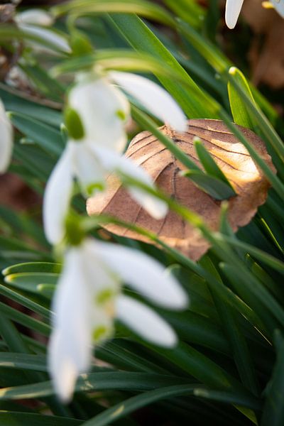 Lente verdringt herfst by peterheinspictures